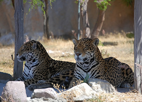 Jaguars du parc zoologique Yaguar Xoo de Oaxaca, Mexique