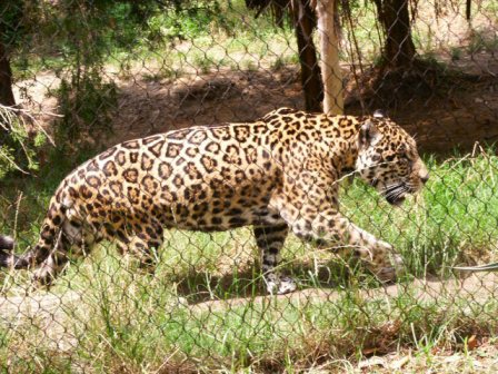 Jaguar du Zoo Yaguar Xoo, Oaxaca, Mexique