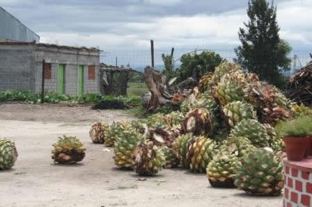 Cœur d’agave prêt pour la cuisson, Oaxaca, Mexique