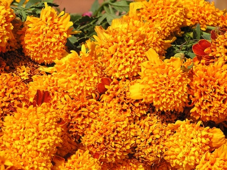 cempasúchil ou fleur des morts, utilisée pour la teinture de couleur jaune