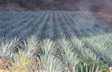 Champs d’agave pour la production du Mezcal, Oaxaca, Mexique