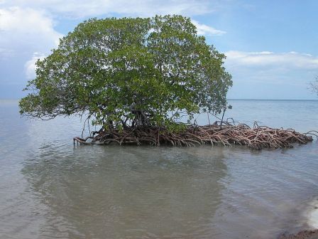 La mangrove sur la cote pacifique de Oaxaca, Mexique