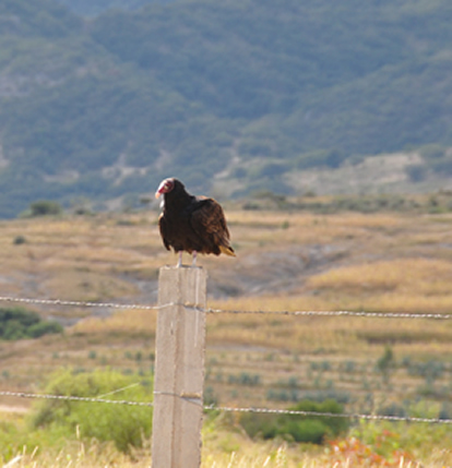 Espece de vautour commune à Oaxaca, Mexique