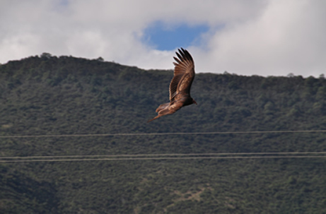 Espèce de vautour commune à Oaxaca, Mexique
