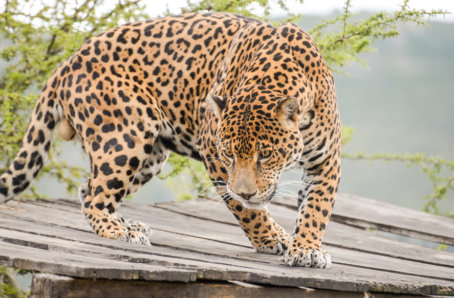 Jaguar de Oaxaca, Mexique