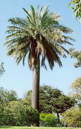palmier du chili
