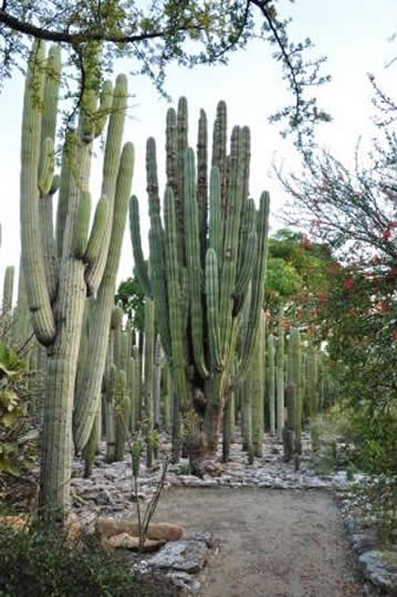 Cactus du jardin Ethnobotanique de Oaxaca, Mexique