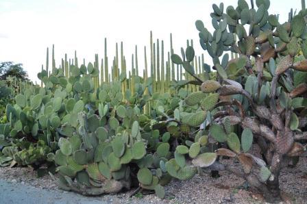Cactus du jardin ethnobotanique de Oaxaca, Mexique