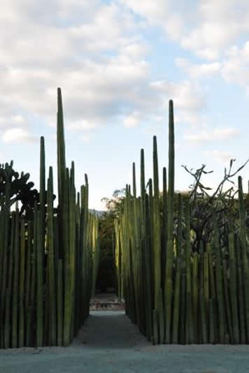 Cactus de la famille des Pachycereus marginatus, souvent utilisée comme haie pour délimiter les maisons rurales traditionnelles de Oaxaca, Mexique