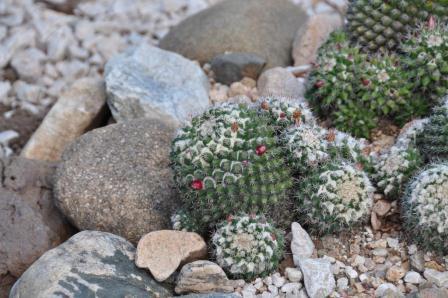 Cactus du jardin ethnobotanique de Oaxaca, Mexique