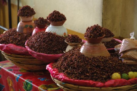Chapulines dans un marché de Oaxaca, Mexique