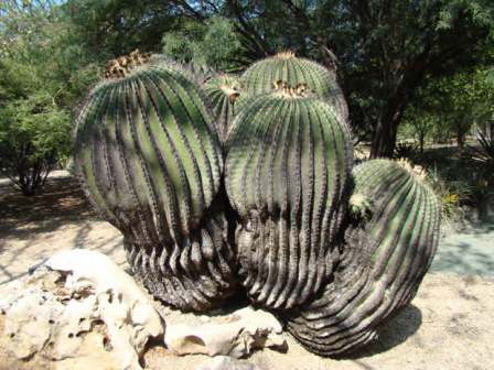 Cactus du jardin ethnobotanique de Oaxaca