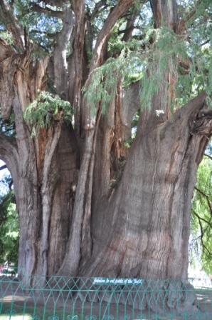Le fameux arbre du Tule, Oaxaca, Mexique