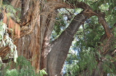 L’arbre Millenaire du Tule, Oaxaca, Mexique
