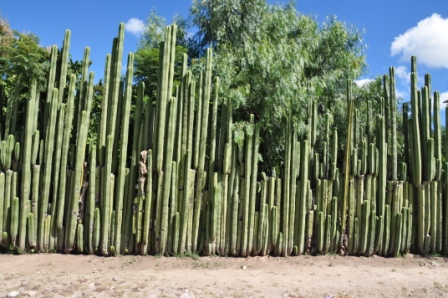 Limite de terrain en cactus du village de Xaaga, Oaxaca, Mexique