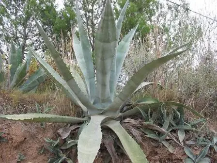Agave pour la production du Mezcal, Oaxaca, Mexique