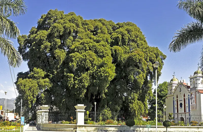 L’ahuehuete, l’espece de l’arbre millenaire du village del Tule, Oaxaca, Mexique