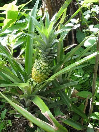 L’ananas