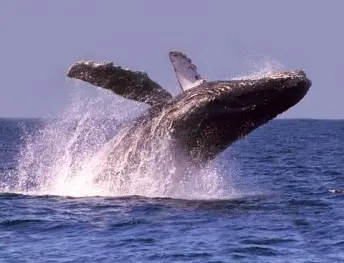 Baleine