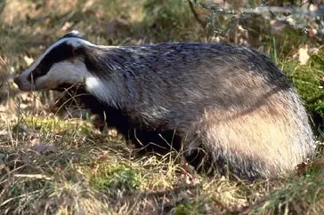 Coati