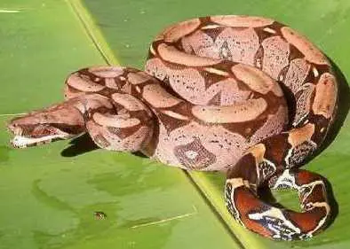 Boa