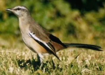 Calandria
