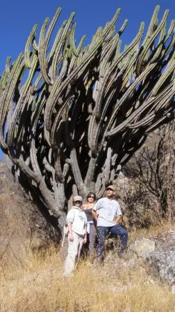 Le candelabre de la vallée de Oaxaca, Mexique