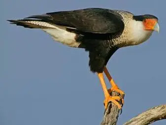 Caracara