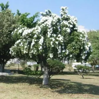 Cazahuate