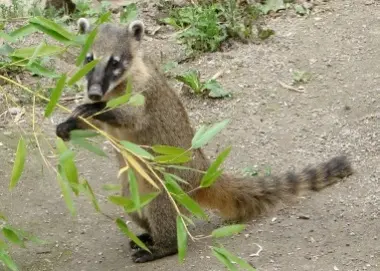 Coati