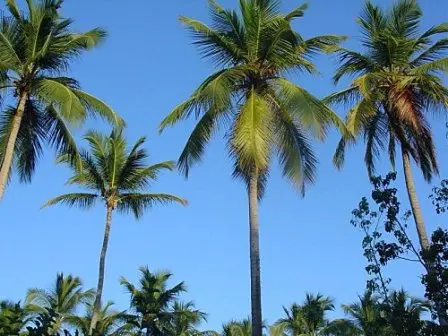 Cocotier