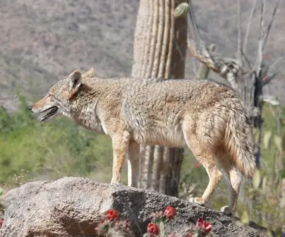 Coyote