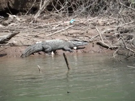 Crocodile