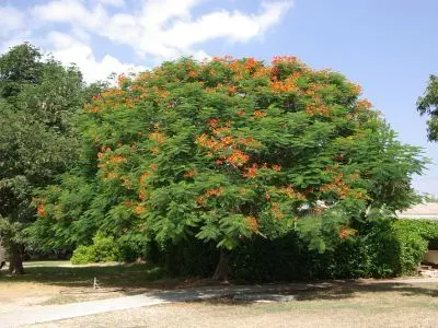 Flamboyant
