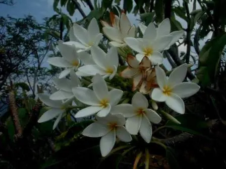 Flor de mayo