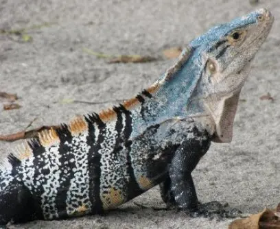 Iguane
