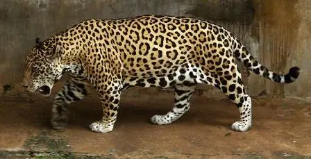 Jaguar