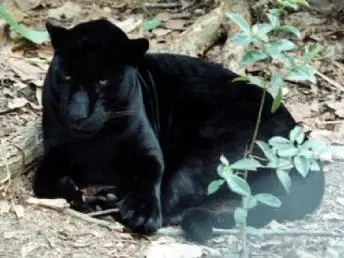 Jaguar noir