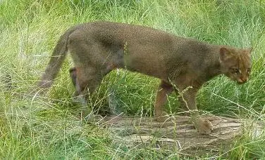 Jaguarondi