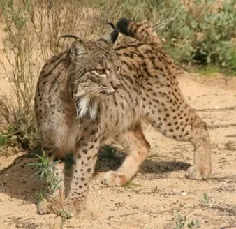 Linx