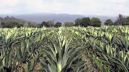 Champs de Maguey pour la production du Mezcal, Oaxaca, Mexique