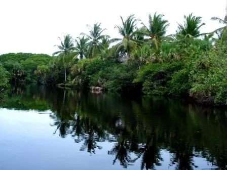 La mangrove sur la côte pacifique de Oaxaca, Mexique