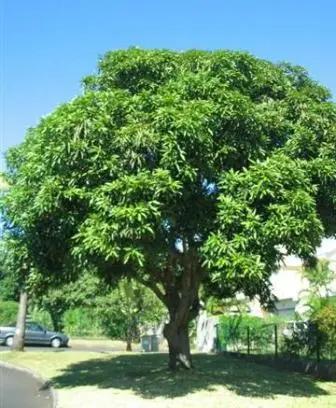 Manguier
