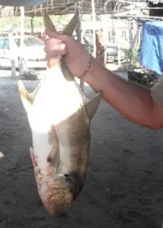 Mojarra