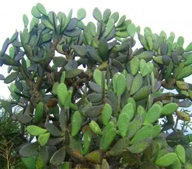 Nopal