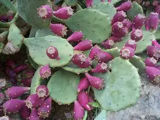 Nopal