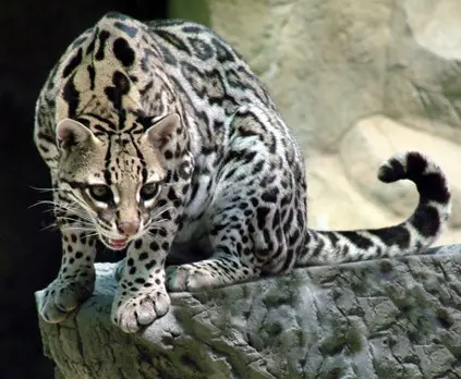 Ocelot