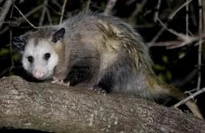 Opossum