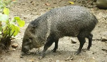 pecari