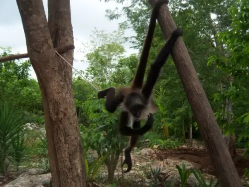 Singe araignee